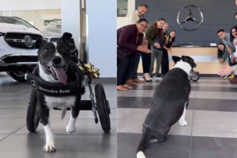 La cagnolina messicana ha perso l’uso delle zampe posteriori dopo un incidente. Salvata da un viaggiatore, oggi corre di nuovo grazie a un gesto straordinario