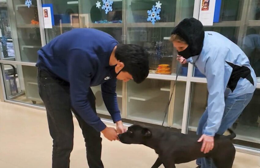 Il pitbull era sparito nel 2022 tra i boschi del Lago Tahoe. È stato salvato dopo mesi grazie a un microchip e alla tenacia dei volontari.