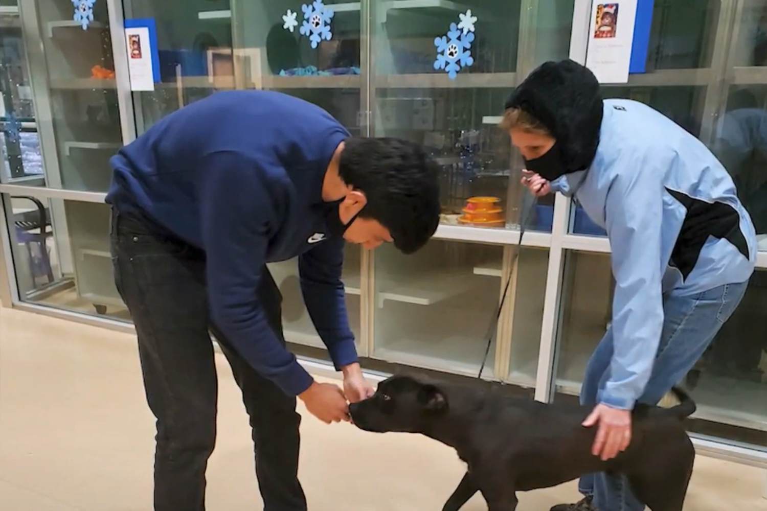Il pitbull era sparito nel 2022 tra i boschi del Lago Tahoe. È stato salvato dopo mesi grazie a un microchip e alla tenacia dei volontari.