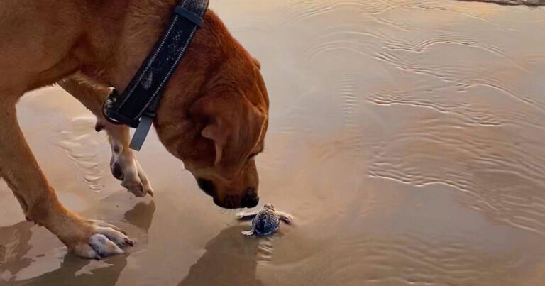 La storia del meticcio Solovino, abbandonato su una spiaggia di Miramar in Messico, diventato guardiano delle tartarughe marine e influencer per la tutela ambientale.