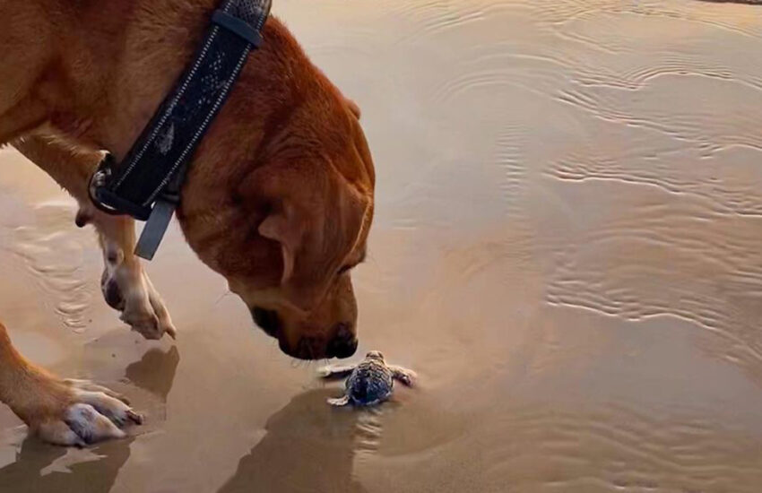 La storia del meticcio Solovino, abbandonato su una spiaggia di Miramar in Messico, diventato guardiano delle tartarughe marine e influencer per la tutela ambientale.