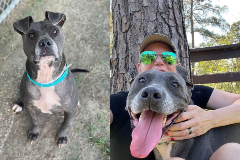 Condannato a morte in un canile americano, un pitbull di 10 anni ha trovato la salvezza e l’amore grazie a una volontaria che avrebbe dovuto solo ospitarlo temporaneamente.