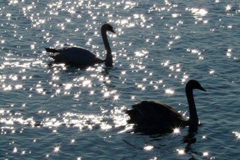 Nel mondo naturale la monogamia è rara, ma esistono specie che scelgono un solo partner per sempre. Ecco gli esempi più straordinari.