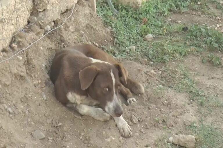 Il cucciolo ha atteso invano per due settimane il ritorno del minatore morto nella frana. In Messico lo chiamano già “l’Hachiko messicano”.