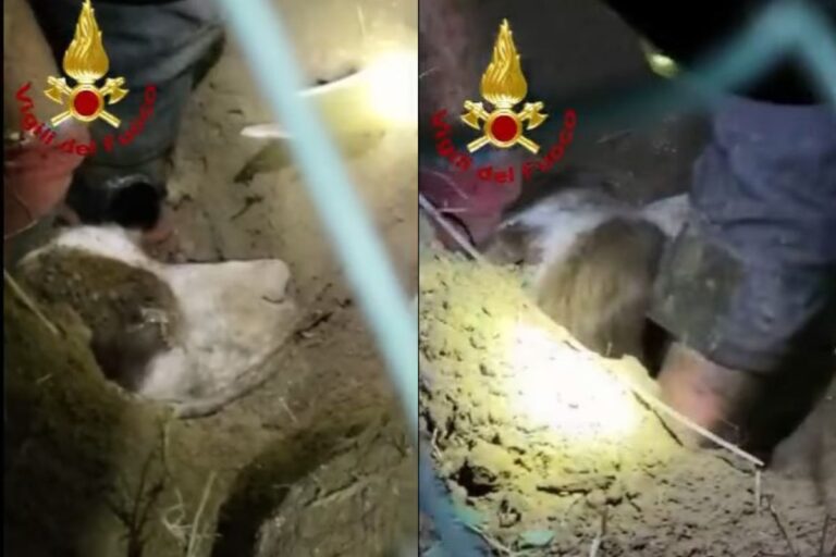 Bloccata in un tubo di cemento per giorni, la cagnolina Diana è stata tratta in salvo a Stagno grazie a un delicato intervento di soccorso.