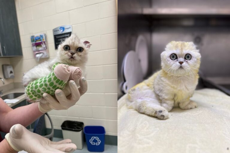 Affetta da una rara malattia, è stata salvata in extremis dai veterinari del MSPCA-Angell. Dopo l’abbandono, ha trovato una nuova famiglia pronta ad amarla per sempre