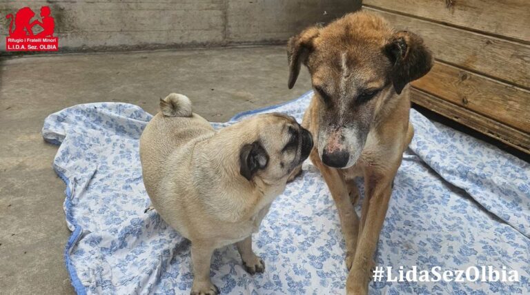 Dopo la scomparsa del suo umano, la cagnolina Boksil è rimasta intrappolata in un edificio fatiscente. Oggi spera in una seconda possibilità.