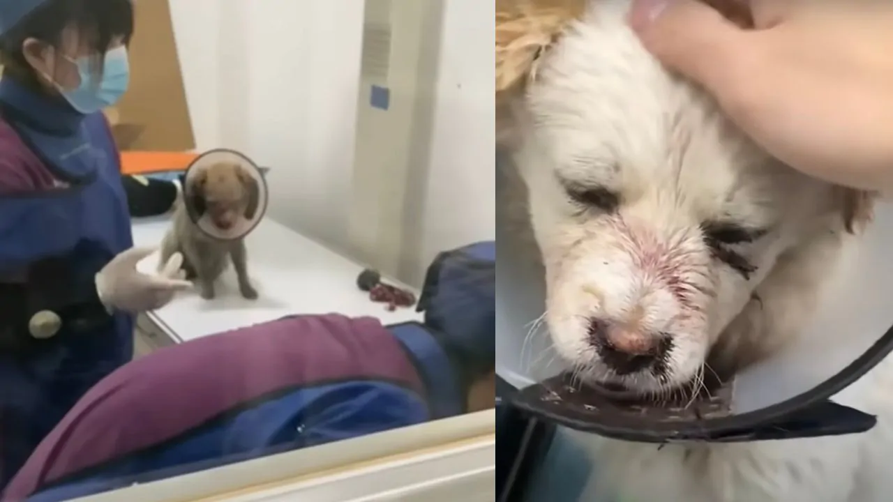 Salvato dopo essere stato investito, un cane randagio cieco ha finalmente trovato una casa e una famiglia pronta ad amarlo per sempre.