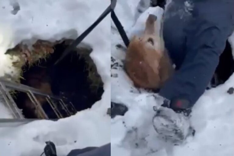 Dispersa in una dolina ghiacciata per ore, Macy è stata salvata grazie all’intervento di Wrigley e dei soccorritori. Ora è fuori pericolo.