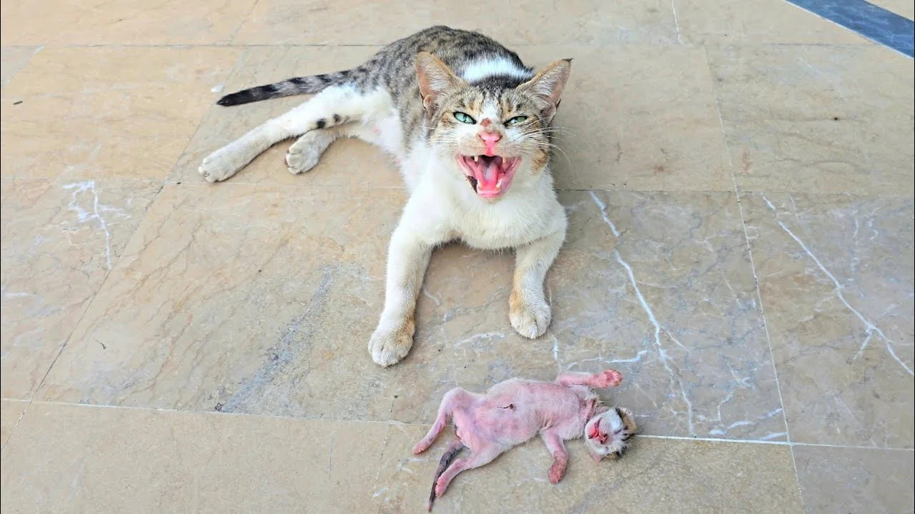 Mamma gatta vagava con il suo cucciolo per salvargli la vita, cercava qualcuno che lo adottasse