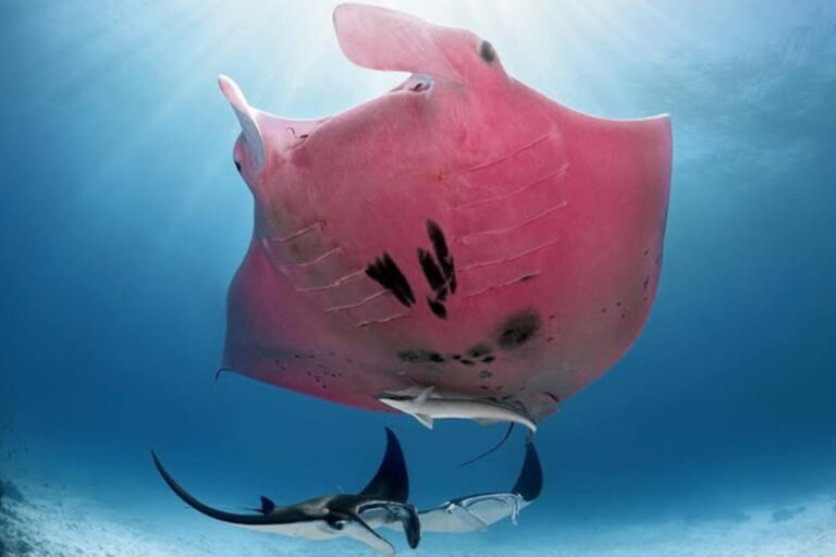 Un raro esemplare di manta rosa nuota al largo dell’isola di Lady Elliot, attirando l’attenzione della comunità scientifica internazionale per la sua unicità genetica.