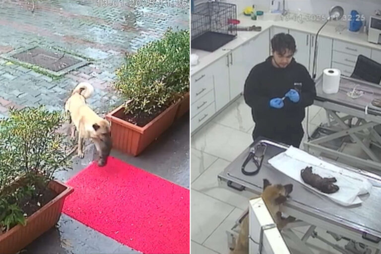 Nel quartiere Beylikdüzü, una cagnolona randagia ha commosso il personale veterinario e il web portando in salvo il suo cucciolo in ipotermia.