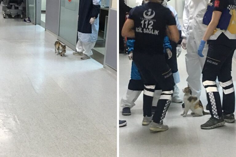 A Istanbul una gatta randagia ha portato il suo piccolo in un pronto soccorso. Medici e pazienti si mobilitano, le immagini diventano virali.