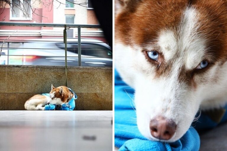 A Kaliningrad un husky aspetta pazientemente la sua umana fuori dal lavoro. Una storia d’amore e lealtà che ha commosso la Russia.