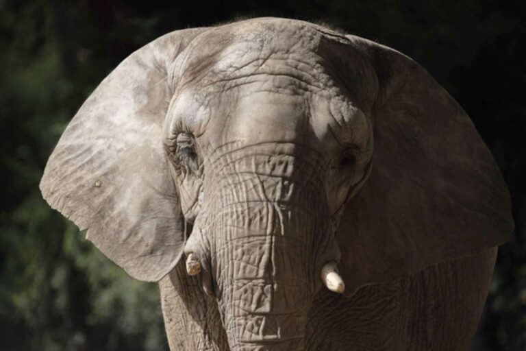 Dopo tre decenni in un recinto a Buenos Aires, Pupy è stata trasferita in un santuario in Brasile: sarà la prima elefantessa africana ospitata nel nuovo habitat.