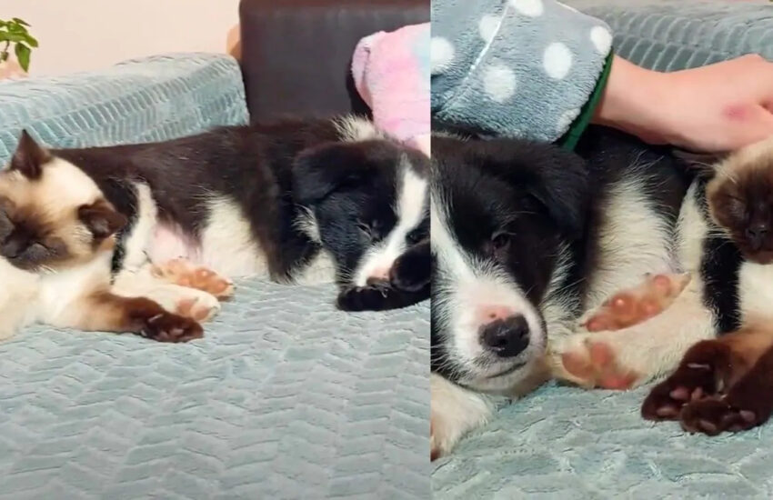 Un gattino trova rifugio accanto a un cane. Lui lo accoglie, e da quel momento non si lasciano più. Ora sono una famiglia.