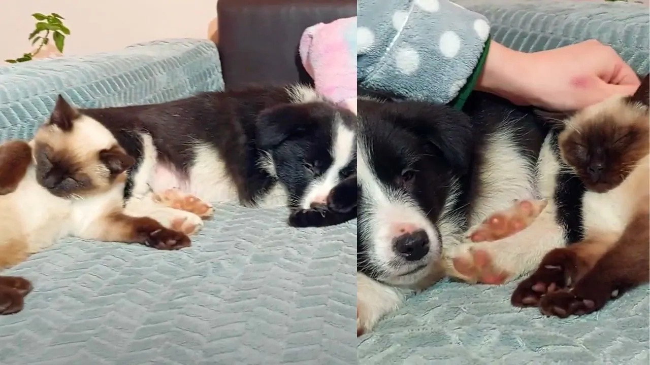 Un gattino trova rifugio accanto a un cane. Lui lo accoglie, e da quel momento non si lasciano più. Ora sono una famiglia.