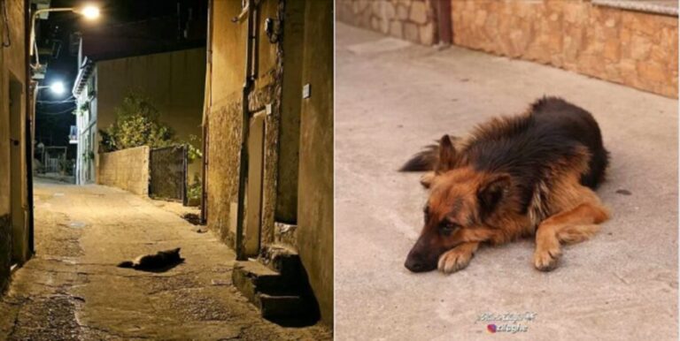 Dopo la morte del suo proprietario, Snoopy resta ogni giorno davanti all’uscio della casa, in attesa di un ritorno che non arriverà. Ora è il paese ad averlo adottato.