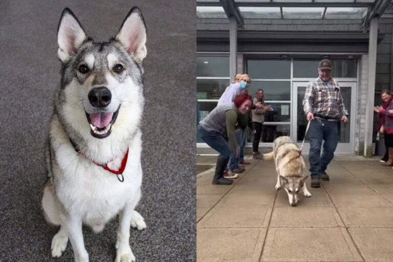 Quattro anni, uno sguardo magnetico e una genetica che lo rende unico: Zeus, incrocio tra Pastore tedesco, Husky e lupo selvatico, ha trovato una nuova casa.
