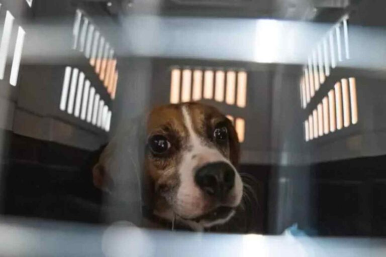 Il cane è stato accolto dal rifugio Villaggio 4 Zampe di Cermenate. Ora cerca una nuova casa in provincia di Como