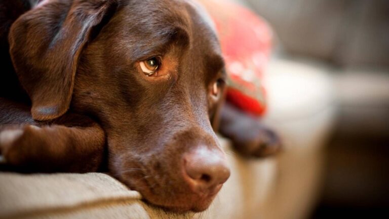 Una ricerca dell’Università di Parma mostra che il battito di ciglia nei cani è un gesto sociale usato per comunicare con umani e simili.