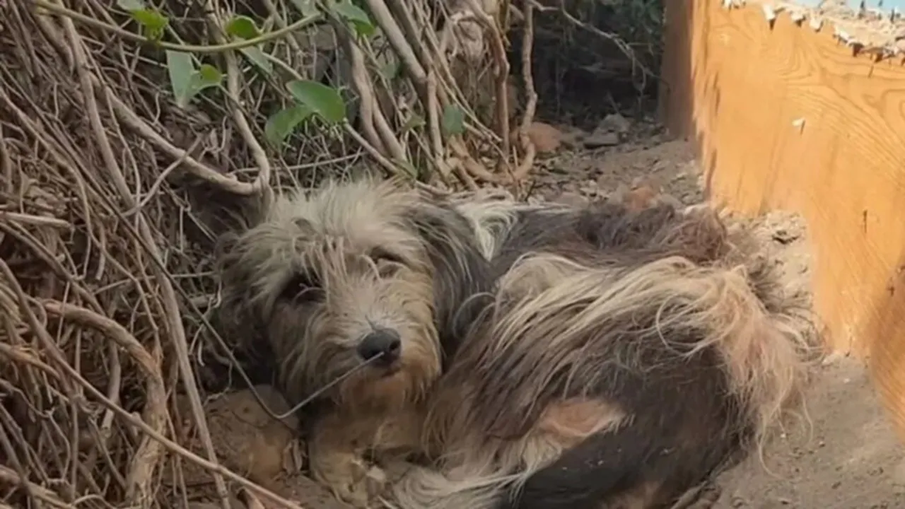 Gli ex proprietari l’abbandonano davanti alla vecchia casa, cagnolina decide di non muoversi in attesa che ritornino