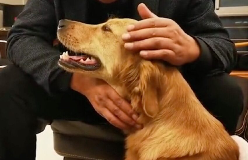 Ping An, Golden Retriever di un anno, è scappato dalla casa di amici per ritrovare i suoi padroni. Il viaggio è durato due settimane.