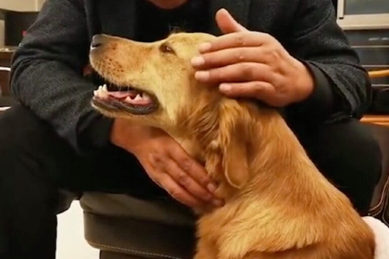 Bloccato in un fosso per ore nella Contea di Cobb, il cane è stato liberato grazie alla segnalazione di un passante e all’intervento dei soccorsi.