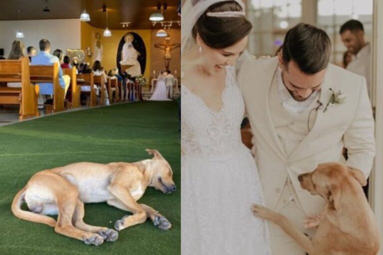 Durante la cerimonia nuziale a Vila Velha, in Brasile, un cucciolo abbandonato entra in chiesa e conquista tutti. Gli sposi lo cercano e lo portano a casa con loro.