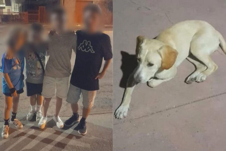 Un gruppo di piccoli eroi ha notato l’animale privo di sensi in piazza e ha dato l’allarme. Intervenuti soccorsi e volontari, la cagnolina è stata adottata