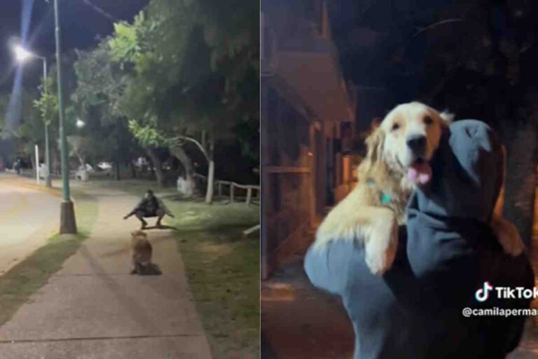 Durante una passeggiata serale, la cagnolina riconosce l’ex compagno della proprietaria e gli corre incontro tra scodinzolii e lacrime di gioia. Il video è virale.