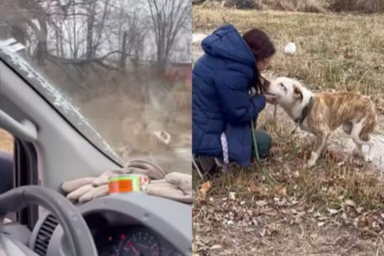 Trovato zoppicante al freddo, un giovane cane è stato salvato appena in tempo da un rifugio del Missouri: ora attende una nuova casa.