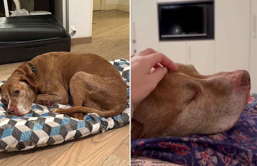 Il cane di Genova con metastasi diffuse ha lasciato il canile per vivere i suoi ultimi giorni in una vera casa, circondato dall’amore.