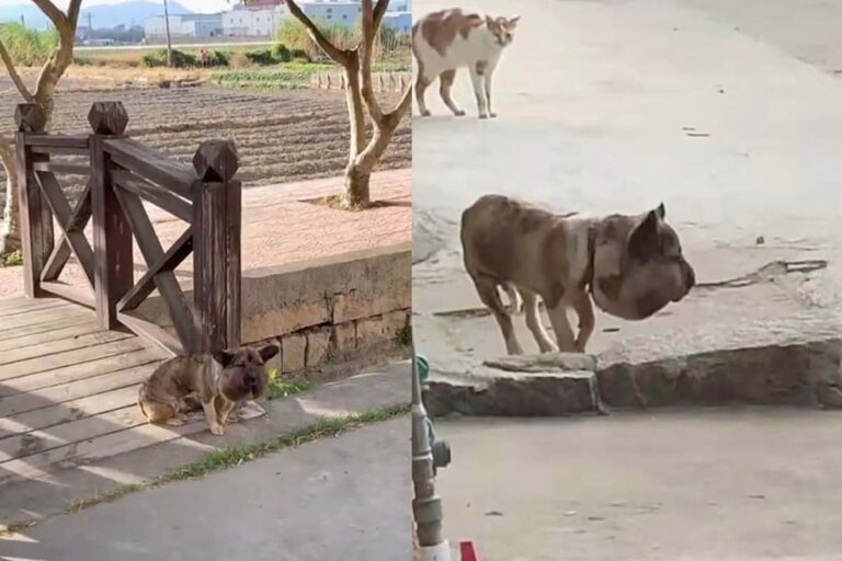Era stato abbandonato con un collare troppo stretto che si era conficcato nella pelle: oggi Datou è salvo, in ripresa e pronto a una nuova vita.