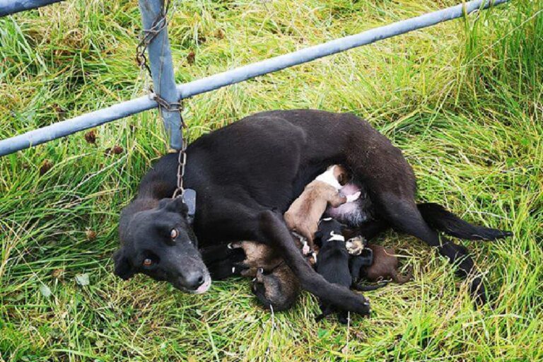 Trovati senza cibo né acqua in un campo a Elphin, ora sono al sicuro grazie all’intervento dell’ISPCA e in attesa di una nuova casa.