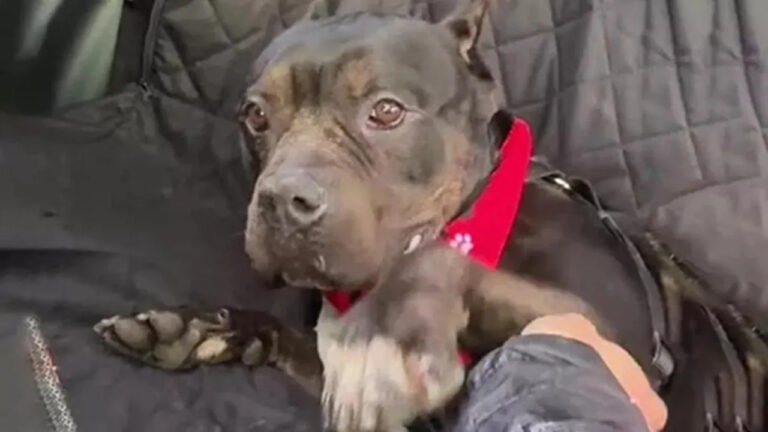 Berry, una Pit Bull a rischio eutanasia in un rifugio sovraffollato, è stata salvata all’ultimo momento grazie all’intervento di una volontaria.