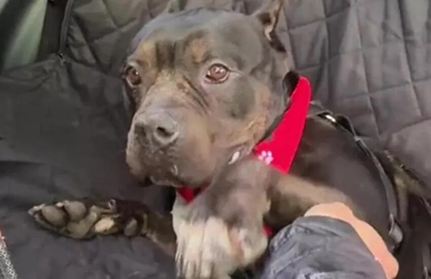 Berry, una Pit Bull a rischio eutanasia in un rifugio sovraffollato, è stata salvata all’ultimo momento grazie all’intervento di una volontaria.