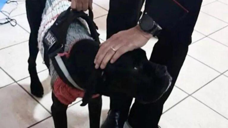 A Santa Maria Capua Vetere i carabinieri salvano Shaila, cane Corso di quattro anni lasciata a morire per vendetta personale. Denunciata la responsabile.