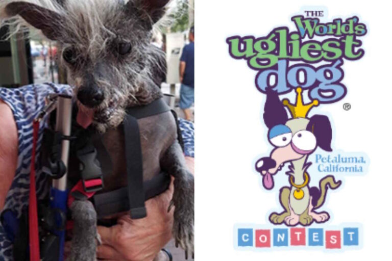 Il Chinese Crested Dog, salvato dall’eutanasia e dotato di carrellino, conquista il primo posto nella gara che celebra la bellezza oltre gli stereotipi