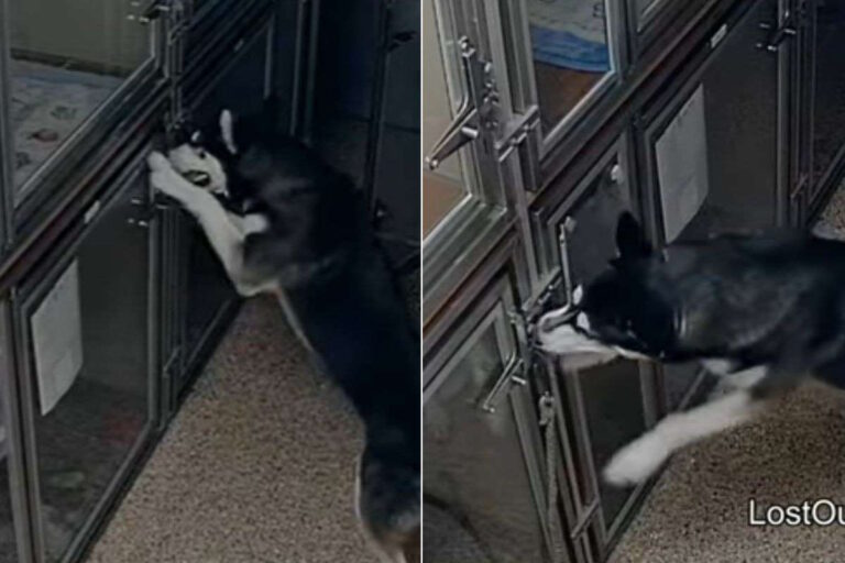 In un rifugio dell’Arizona, un siberian husky evade dal suo box e prova a salvare gli altri cani: ora ha trovato una famiglia.