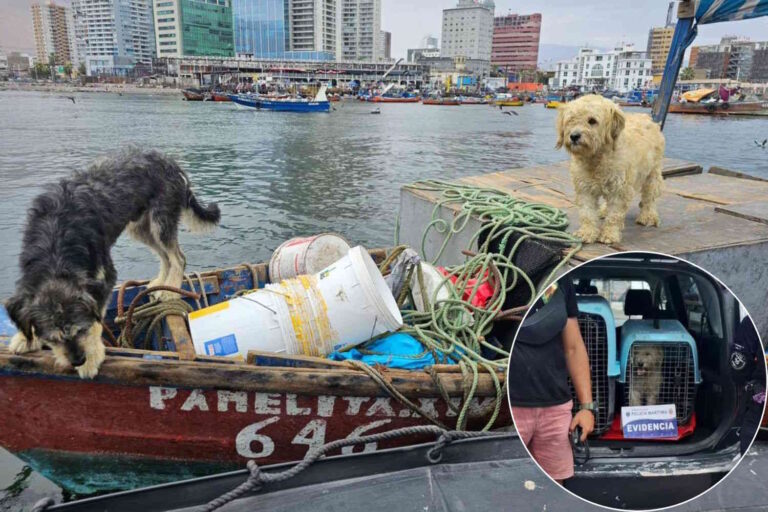 Due cani intrappolati su un’imbarcazione per oltre una settimana nel nord del Cile sono stati messi in salvo da volontari e dalla Marina.