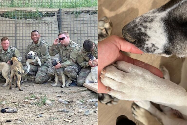 Meatball era sola e prossima al parto quando l’hanno trovata. I militari l’hanno accolta nella base e ora vogliono ricongiungersi con lei e i suoi 8 cuccioli