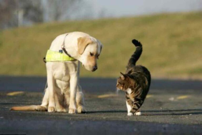 A Bolzano una donna ha lasciato cani e un gatto in gravi condizioni igieniche. Intervento dei carabinieri e sequestro degli animali.