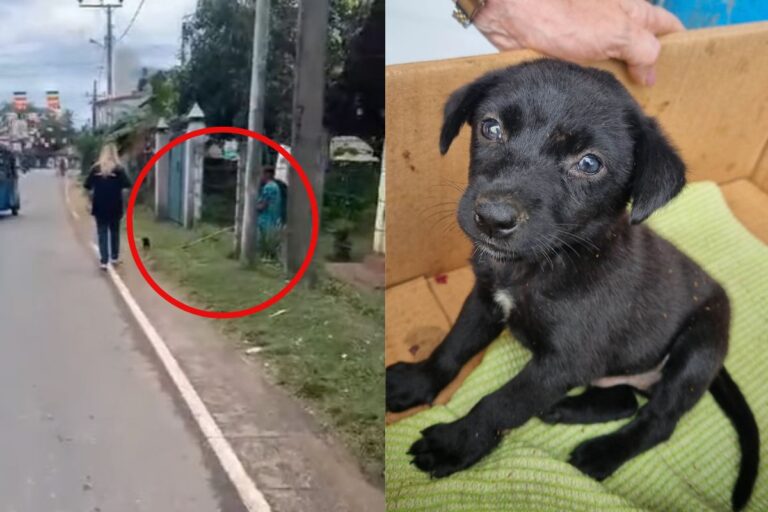 Un cucciolo randagio è stato brutalmente cacciato in mezzo alla strada con una scopa da una donna a Mirissa. Ora è al sicuro nel rifugio Animal SOS Sri Lanka.