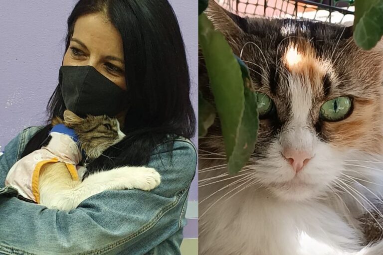 Recuperata in condizioni disperate da una volontaria sarda, Miccia Divina ha superato cinque operazioni ed è ora completamente guarita. Una storia di amore e resilienza.
