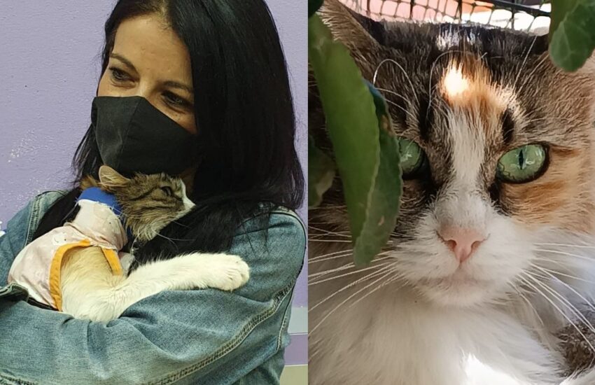Recuperata in condizioni disperate in Sardegna, la gatta ha superato cinque interventi grazie all’amore e alla tenacia della volontaria che l’ha salvata.