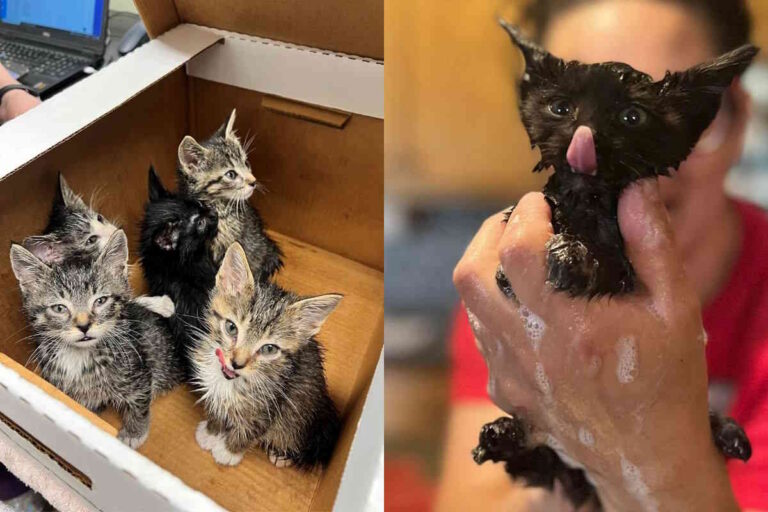 A Minneapolis, un impiegato scolastico ha scoperto sei cuccioli abbandonati tra i rifiuti. Salvati in tempo, ora sono pronti per essere adottati.