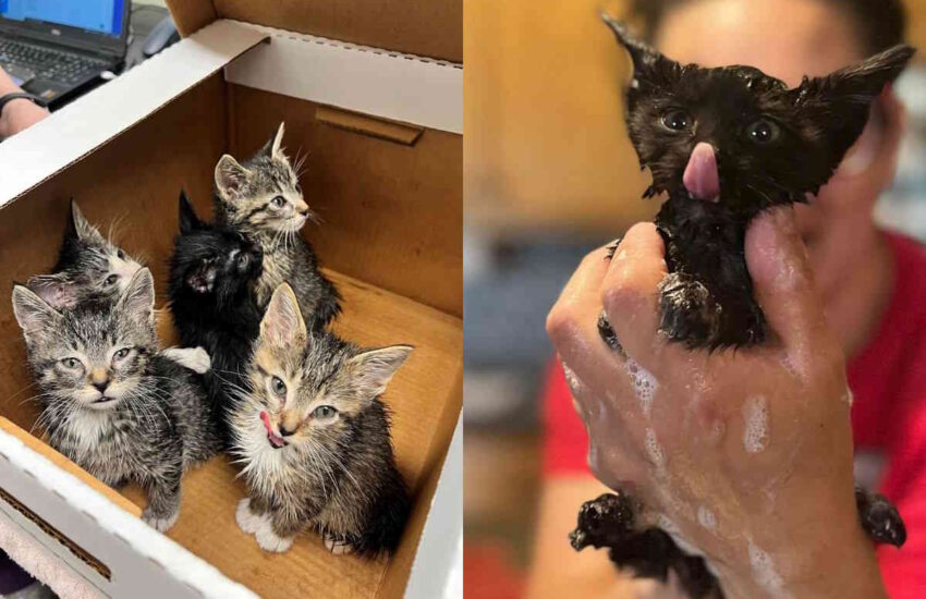 A Minneapolis, un impiegato scolastico ha scoperto sei cuccioli abbandonati tra i rifiuti. Salvati in tempo, ora sono pronti per essere adottati.