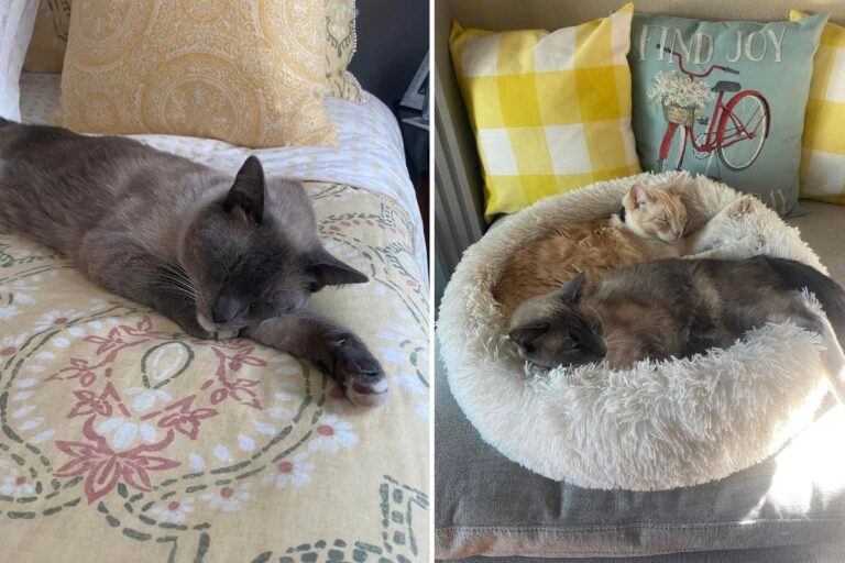 Rayne Beau, un Siamese di due anni, si perde nel Parco di Yellowstone e ricompare miracolosamente in California dopo un viaggio incredibile.