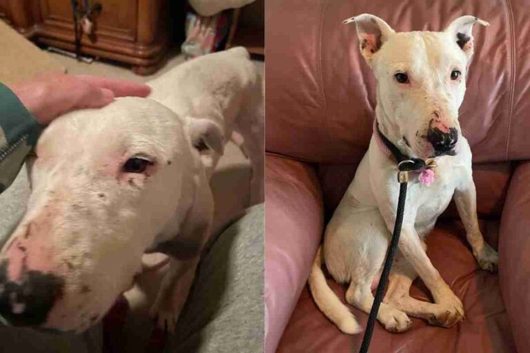 Il cane era stato abbandonato da cucciolo e si era unito a un branco di coyote per sopravvivere. Ora è in cura a Las Vegas.